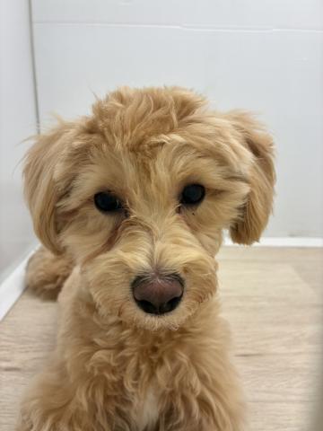 石川県のマルプー(マルチーズ×プードル) (ペットアミ 津幡店/2025年10月1日生まれ/男の子/その他色)の子犬の2枚目の画像