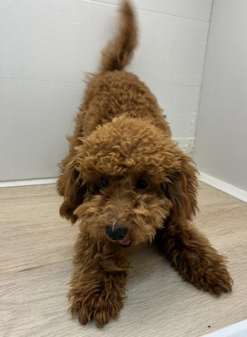 石川県のトイプードル(トイ) (ペットアミ 津幡店/2025年10月6日生まれ/男の子/レッド)の子犬の4枚目の画像