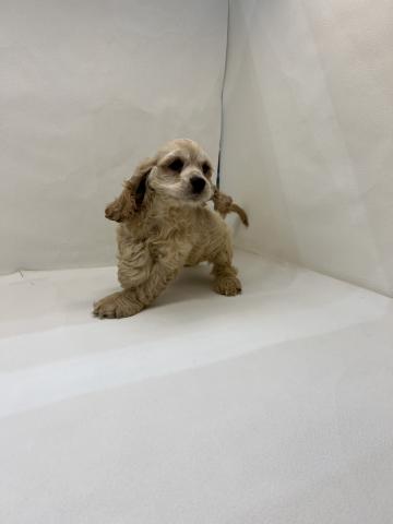 アメリカンコッカースパニエル