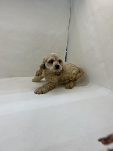 アメリカンコッカースパニエル