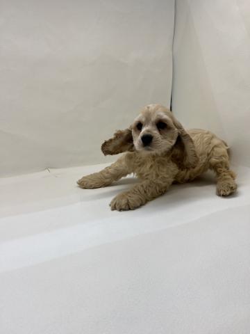 アメリカンコッカースパニエル