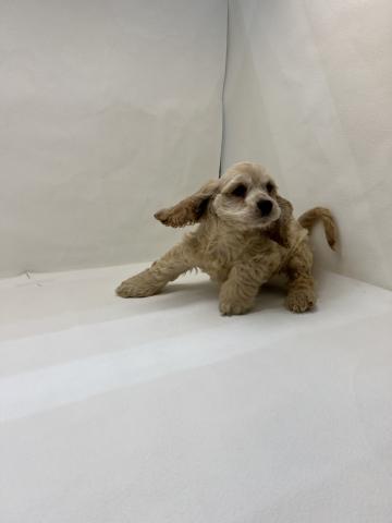 アメリカンコッカースパニエル