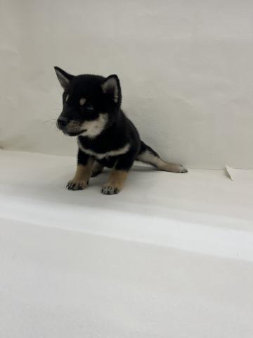 三重県の柴犬(標準サイズ) (ペットアミ 名張店/2026年2月4日生まれ/女の子/ブラック)の子犬の2枚目の画像