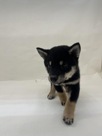 三重県の柴犬(標準サイズ) (ペットアミ 名張店/2026年2月4日生まれ/女の子/ブラック)の子犬の3枚目の画像