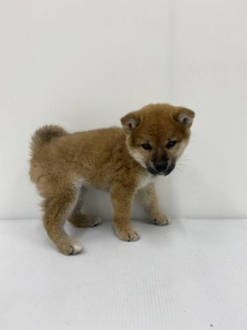 和歌山県の柴犬(標準サイズ) (ペットアミ 和歌山インター店/2025年12月25日生まれ/男の子/レッド)の子犬の3枚目の画像