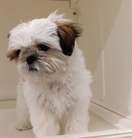 三重県のシーズー (ペットアミ 明和店/2025年12月17日生まれ/男の子/ホワイトゴールド)の子犬の4枚目の画像