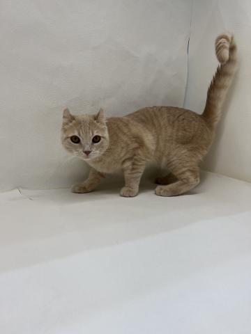 アメリカンカール