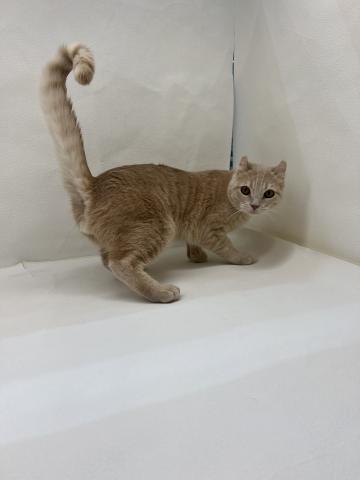 アメリカンカール