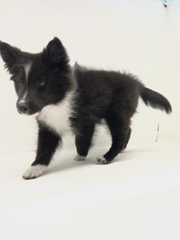 シェットランドシープドッグ