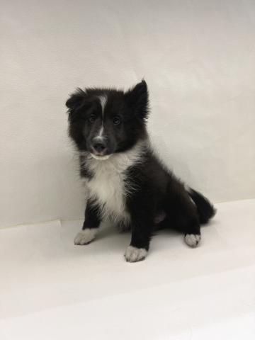 シェットランドシープドッグ