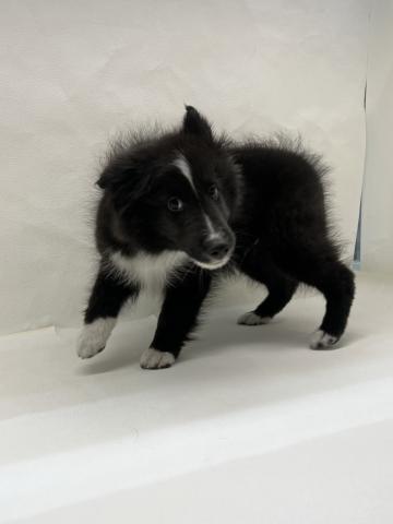 シェットランドシープドッグ