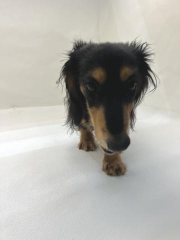 ミニチュアダックスフンド