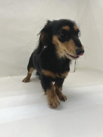 ミニチュアダックスフンド