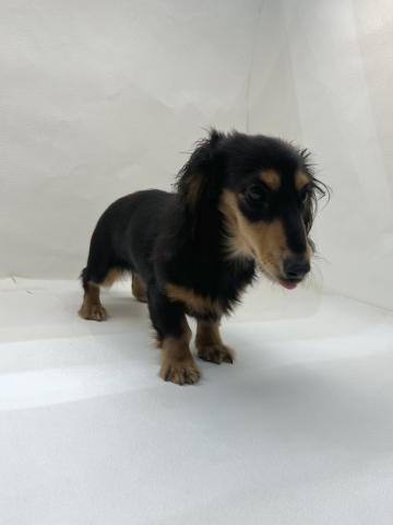 ミニチュアダックスフンド