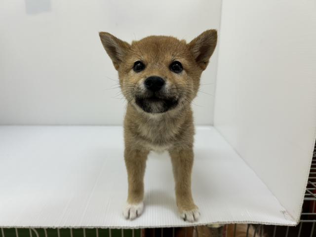 千葉県の柴犬(標準サイズ) (ペットアミ 館山店/2025年12月20日生まれ/男の子/レッド)の子犬の2枚目の画像