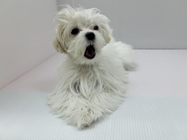 千葉県のマルチーズ (ペットアミ 館山店/2025年9月12日生まれ/男の子/ホワイト)の子犬の2枚目の画像