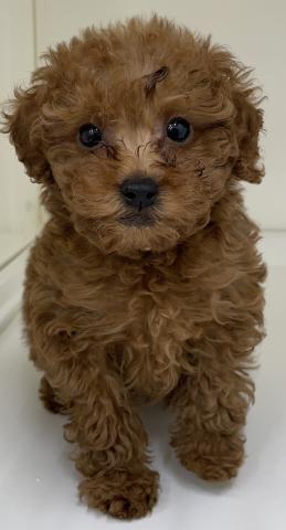 三重県のトイプードル(トイ) (ペットアミ 明和店/2026年1月14日生まれ/男の子/レッド)の子犬の2枚目の画像