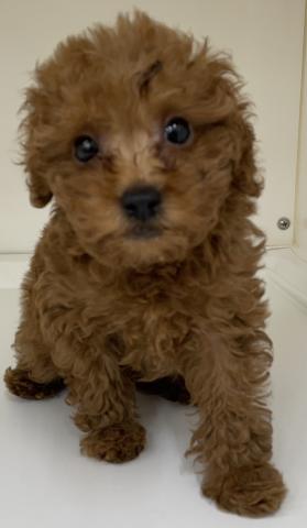 三重県のトイプードル(トイ) (ペットアミ 明和店/2026年1月14日生まれ/男の子/レッド)の子犬の3枚目の画像