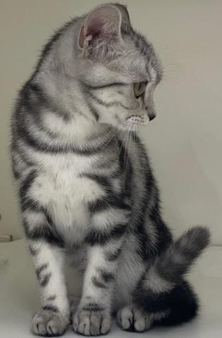 三重県のアメリカンショートヘアー (ペットアミ 明和店/2025年10月9日生まれ/女の子/シルバータビー)の子猫の3枚目の画像