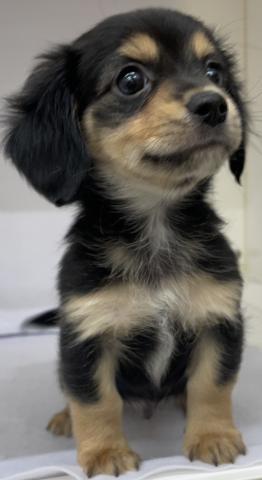 三重県のハーフ犬(ミニチュアダックス×チワワ) (ペットアミ 明和店/2026年1月3日生まれ/男の子/ブラックタン)の子犬の3枚目の画像