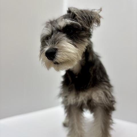 ミニチュアシュナウザー