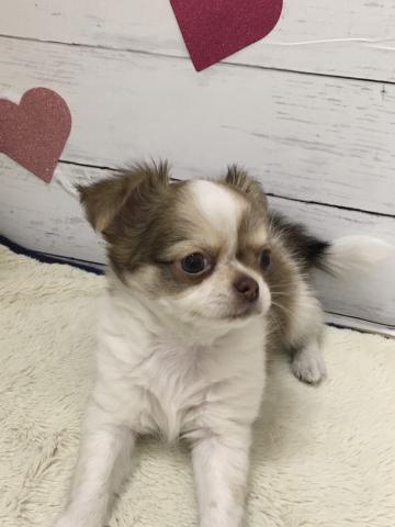 群馬県のチワワ(ロング) (ペットアミ 前橋店/2026年1月24日生まれ/男の子/フォーンホワイト)の子犬の2枚目の画像