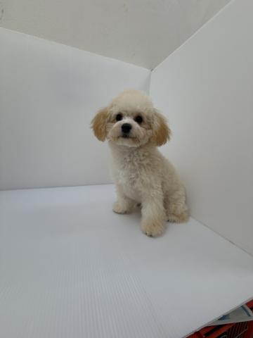 千葉県のハーフ犬・ミックス犬 (ペットアミ 館山店/2025年10月31日生まれ/女の子/クリーム)の子犬の2枚目の画像