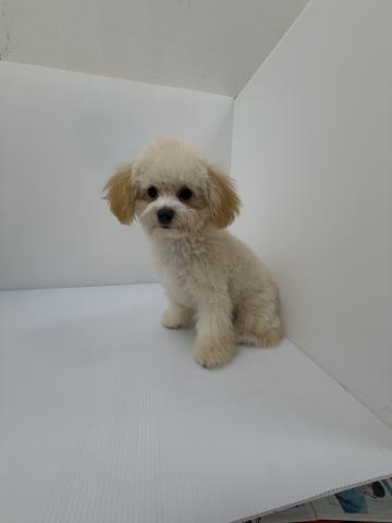 千葉県のハーフ犬・ミックス犬 (ペットアミ 館山店/2025年10月31日生まれ/女の子/クリーム)の子犬の3枚目の画像