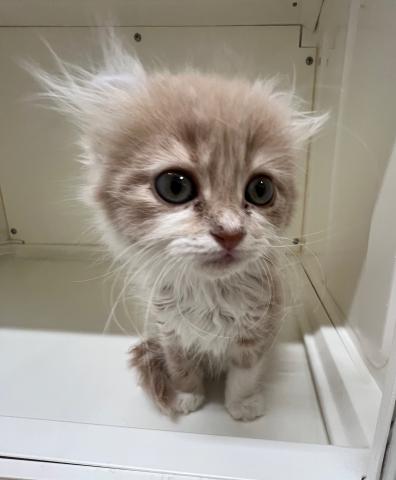 アメリカンカール