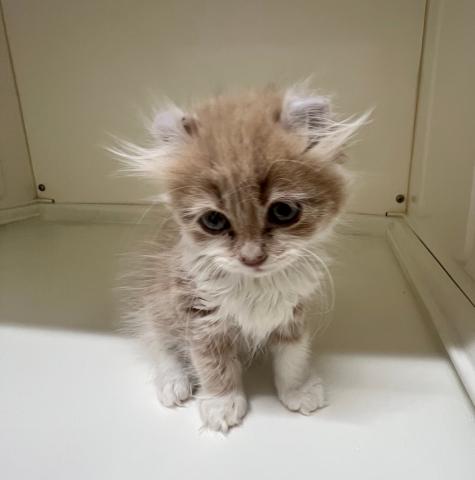 アメリカンカール