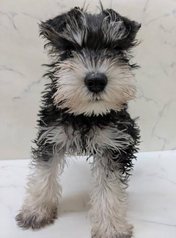 宮城県のミニチュアシュナウザー (ペットアミ 佐沼店/2026年1月10日生まれ/男の子/ブラックシルバー)の子犬の1枚目の画像