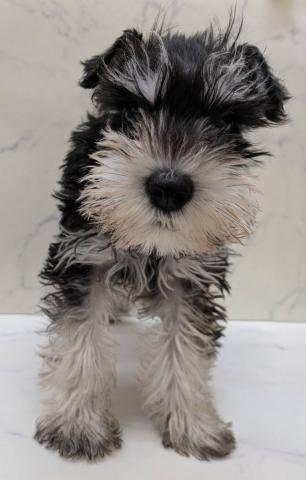 宮城県のミニチュアシュナウザー (ペットアミ 佐沼店/2026年1月10日生まれ/男の子/ブラックシルバー)の子犬の4枚目の画像