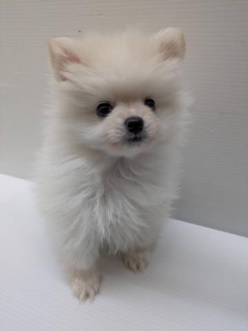 宮城県のポメラニアン (ペットアミ 佐沼店/2025年12月27日生まれ/男の子/クリーム)の子犬の2枚目の画像