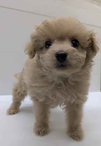 宮城県のポメプー(ポメラニアン×プードル) (ペットアミ 佐沼店/2025年11月23日生まれ/男の子/アプリコット)の子犬の1枚目の画像