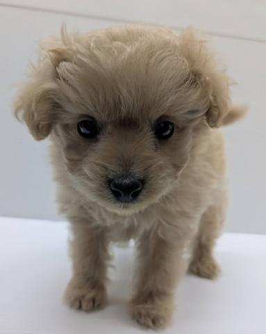 宮城県のポメプー(ポメラニアン×プードル) (ペットアミ 佐沼店/2025年11月23日生まれ/男の子/アプリコット)の子犬の3枚目の画像