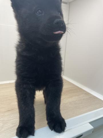 石川県の甲斐犬 (ペットアミ 津幡店/2026年2月21日生まれ/男の子/黒虎)の子犬の2枚目の画像