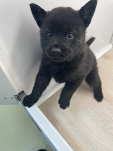 石川県の甲斐犬 (ペットアミ 津幡店/2026年2月21日生まれ/男の子/黒虎)の子犬の3枚目の画像