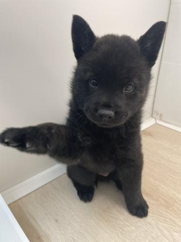 石川県の甲斐犬 (ペットアミ 津幡店/2026年2月21日生まれ/男の子/黒虎)の子犬の4枚目の画像