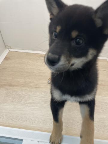 石川県の柴犬(標準サイズ) (ペットアミ 津幡店/2026年1月8日生まれ/男の子/黒)の子犬の2枚目の画像