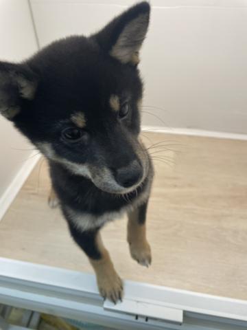 石川県の柴犬(標準サイズ) (ペットアミ 津幡店/2026年1月8日生まれ/男の子/黒)の子犬の3枚目の画像