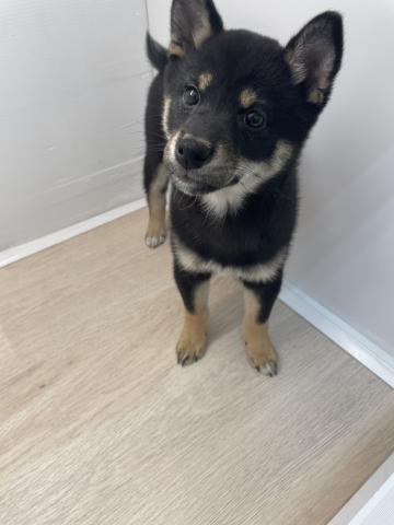 石川県の柴犬(標準サイズ) (ペットアミ 津幡店/2026年1月8日生まれ/男の子/黒)の子犬の4枚目の画像