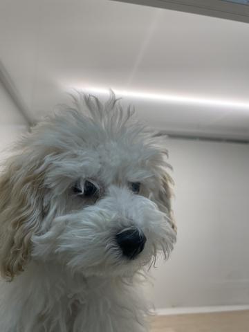 石川県のトイプードル(トイ) (ペットアミ 津幡店/2025年12月20日生まれ/男の子/クリーム)の子犬の1枚目の画像