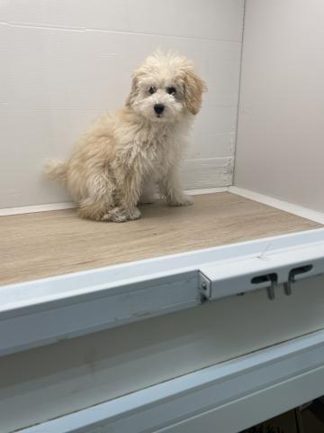 石川県のトイプードル(トイ) (ペットアミ 津幡店/2025年12月20日生まれ/男の子/クリーム)の子犬の2枚目の画像