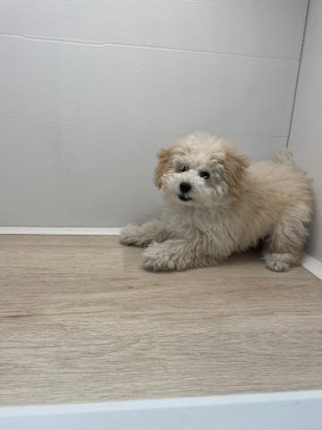石川県のトイプードル(トイ) (ペットアミ 津幡店/2025年12月20日生まれ/男の子/クリーム)の子犬の3枚目の画像