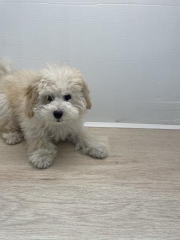 石川県のトイプードル(トイ) (ペットアミ 津幡店/2025年12月20日生まれ/男の子/クリーム)の子犬の4枚目の画像