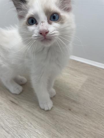 石川県のラグドール (ペットアミ 津幡店/2026年2月21日生まれ/男の子/シールポイントバイカラー)の子猫の2枚目の画像