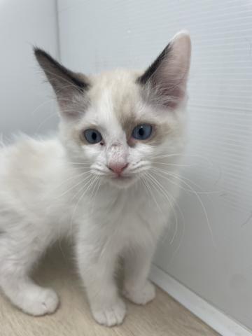 石川県のラグドール (ペットアミ 津幡店/2026年2月21日生まれ/男の子/シールポイントバイカラー)の子猫の3枚目の画像