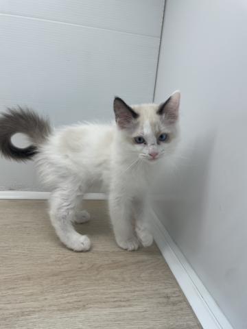 石川県のラグドール (ペットアミ 津幡店/2026年2月21日生まれ/男の子/シールポイントバイカラー)の子猫の4枚目の画像