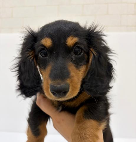 秋田県のミニチュアダックスフンド(ロング) (ペットアミ 秋田卸町店/2026年1月22日生まれ/男の子/ブラックタン)の子犬