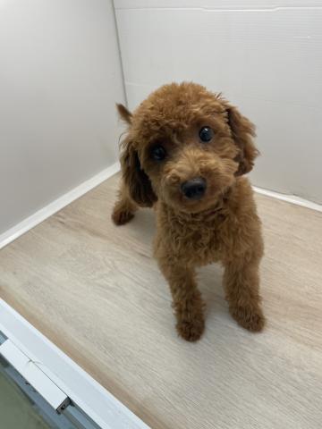 石川県のトイプードル(トイ) (ペットアミ 津幡店/2025年10月24日生まれ/男の子/レッド)の子犬の1枚目の画像